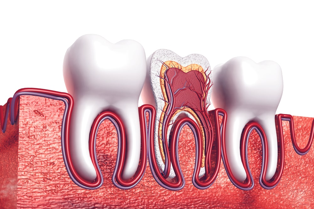 Le traitement de canal vise la pulpe dentaire